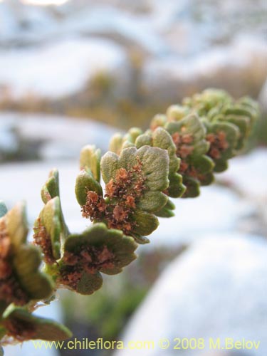 Bild von Polystichum andinum (). Klicken Sie, um den Ausschnitt zu vergrössern.