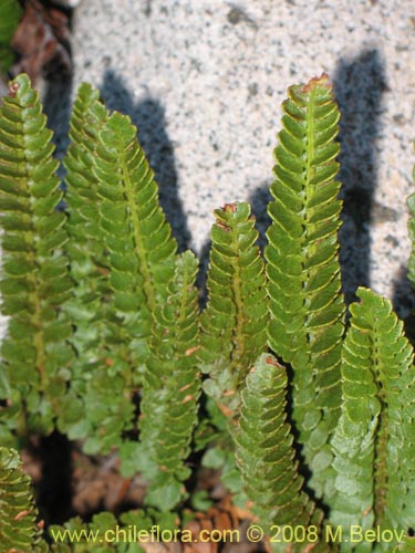 Imágen de Polystichum andinum (). Haga un clic para aumentar parte de imágen.