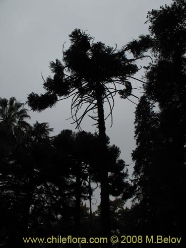 Araucaria angustifolia의 사진