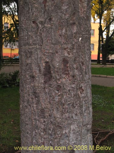 Bild von Araucaria angustifolia (). Klicken Sie, um den Ausschnitt zu vergrössern.