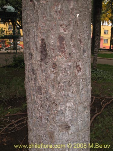 Image of Araucaria angustifolia (). Click to enlarge parts of image.