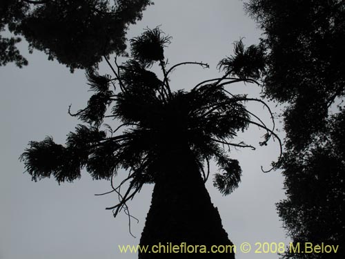 Imágen de Araucaria angustifolia (). Haga un clic para aumentar parte de imágen.