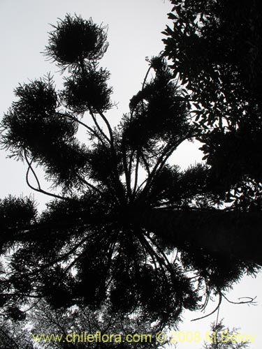 Bild von Araucaria angustifolia (). Klicken Sie, um den Ausschnitt zu vergrössern.