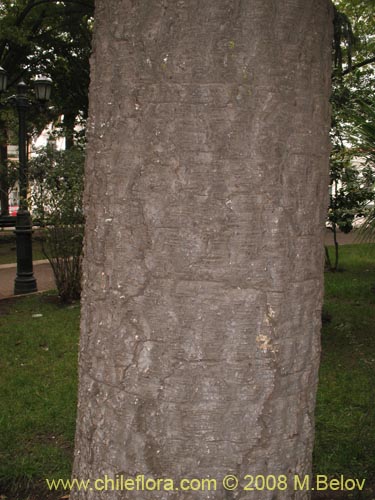 Image of Araucaria angustifolia (). Click to enlarge parts of image.