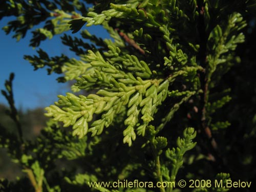 Bild von Austrocedrus chilensis (Ciprés de la cordillera / Cedro). Klicken Sie, um den Ausschnitt zu vergrössern.