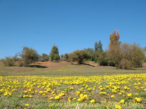 Image of Oxalis sp. #1321 (). Click to enlarge parts of image.