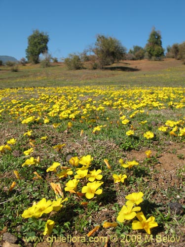 Imágen de Oxalis sp. #1321 (). Haga un clic para aumentar parte de imágen.