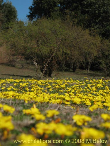 Bild von Oxalis sp. #1321 (). Klicken Sie, um den Ausschnitt zu vergrössern.