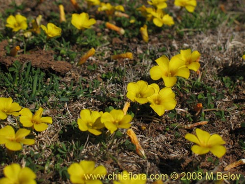 Image of Oxalis sp. #1321 (). Click to enlarge parts of image.