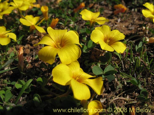 Image of Oxalis sp. #1321 (). Click to enlarge parts of image.