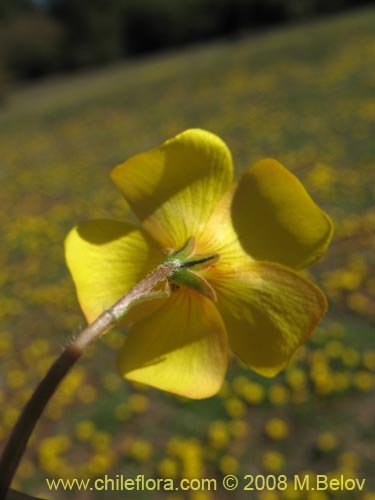 Oxalis sp. #1321の写真