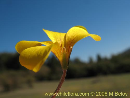 Image of Oxalis sp. #1321 (). Click to enlarge parts of image.