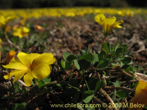 Фотография Oxalis sp. #1321 (). Щелкните, чтобы увеличить вырез.