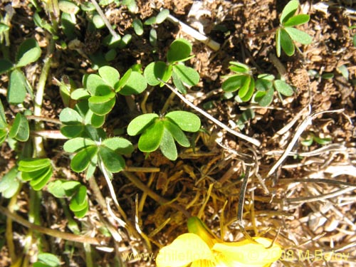 Image of Oxalis sp. #1321 (). Click to enlarge parts of image.