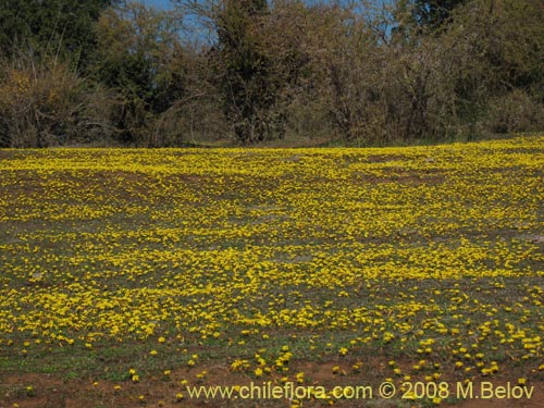 Image of Oxalis sp. #1321 (). Click to enlarge parts of image.