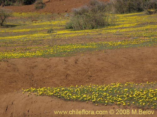 Image of Oxalis sp. #1321 (). Click to enlarge parts of image.