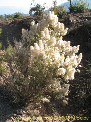 Фотография Baccharis linearis (Romerillo). Щелкните, чтобы увеличить вырез.