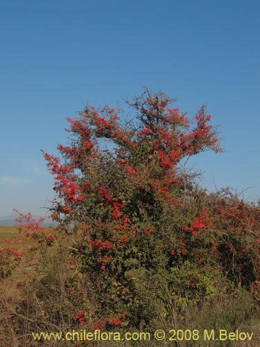 Imágen de Crataegus monogyna (Crategus / Peumo alemán / Peumo extranjero). Haga un clic para aumentar parte de imágen.