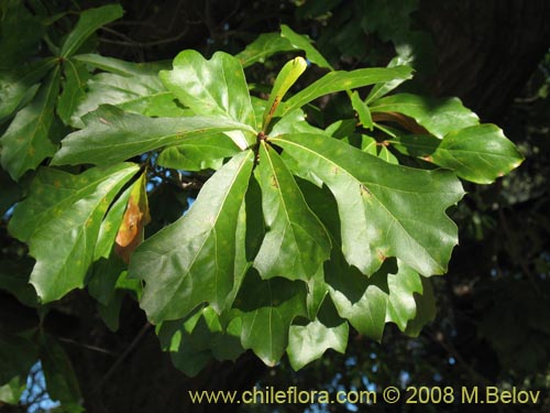 Фотография Quercus nigra (Roble negro / Roble americano / Roble del agua). Щелкните, чтобы увеличить вырез.