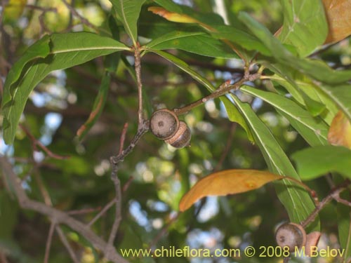 Фотография Quercus nigra (Roble negro / Roble americano / Roble del agua). Щелкните, чтобы увеличить вырез.