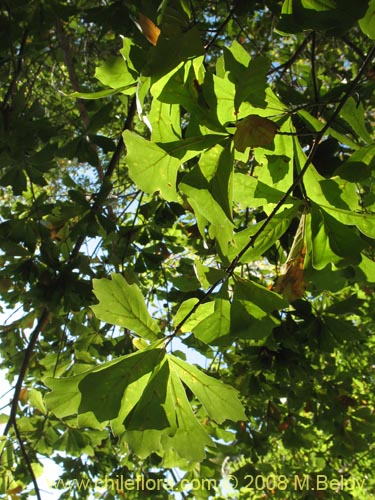 Bild von Quercus nigra (Roble negro / Roble americano / Roble del agua). Klicken Sie, um den Ausschnitt zu vergrössern.