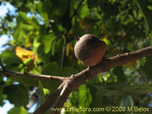 Фотография Quercus nigra (Roble negro / Roble americano / Roble del agua). Щелкните, чтобы увеличить вырез.