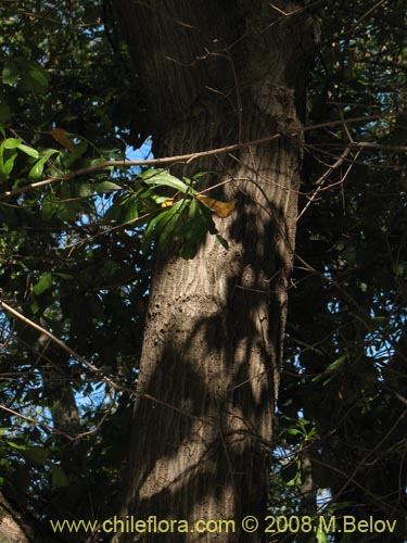 Фотография Quercus nigra (Roble negro / Roble americano / Roble del agua). Щелкните, чтобы увеличить вырез.