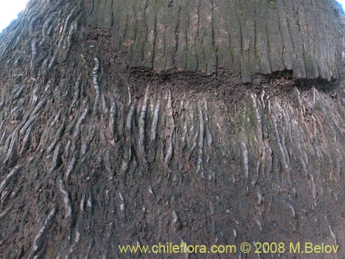 Image of Washingtonia filifera (Palmera de abanico / Palma de Washington). Click to enlarge parts of image.