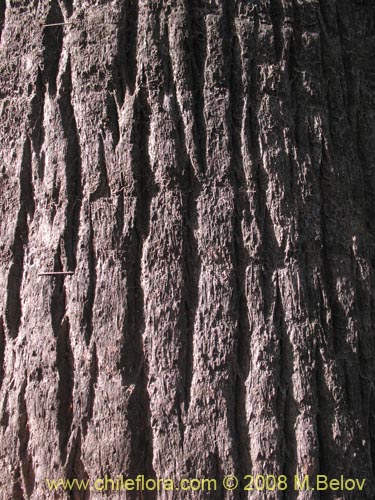 Image of Washingtonia filifera (Palmera de abanico / Palma de Washington). Click to enlarge parts of image.