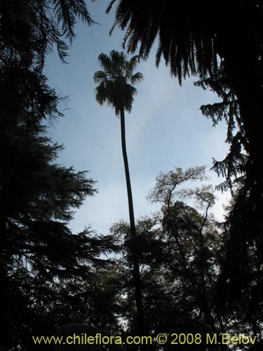 Image of Washingtonia filifera (Palmera de abanico / Palma de Washington). Click to enlarge parts of image.