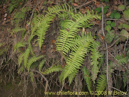 Фотография Blechnum hastatum (). Щелкните, чтобы увеличить вырез.