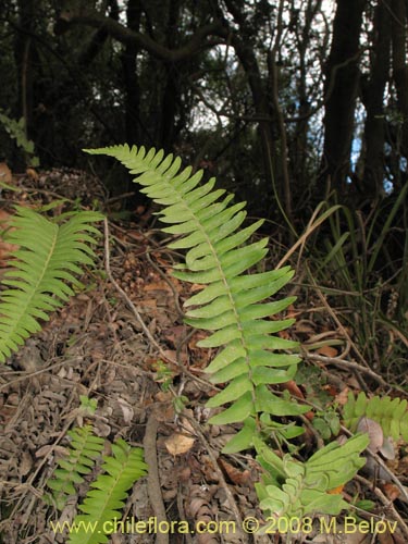 Imágen de Blechnum hastatum (). Haga un clic para aumentar parte de imágen.