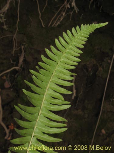 Bild von Blechnum hastatum (). Klicken Sie, um den Ausschnitt zu vergrössern.