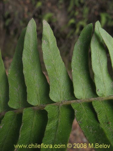 Imágen de Blechnum hastatum (). Haga un clic para aumentar parte de imágen.