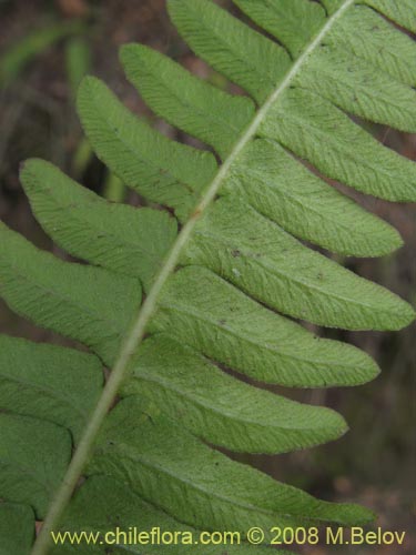 Blechnum hastatumの写真