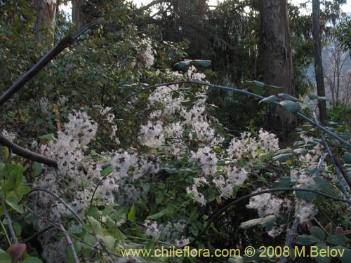 Clematis sp. #1036의 사진