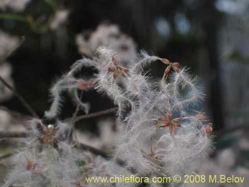 Clematis sp. #1036的照片