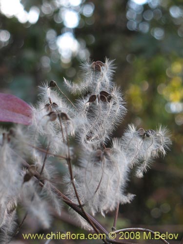 Clematis sp. #1036的照片