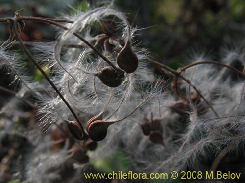 Imágen de Clematis sp. #1036 (). Haga un clic para aumentar parte de imágen.