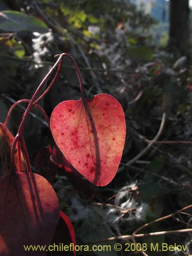 Image of Clematis sp. #1036 (). Click to enlarge parts of image.