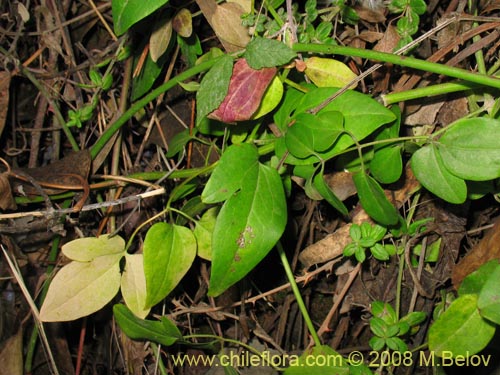 Image of Clematis sp. #1036 (). Click to enlarge parts of image.