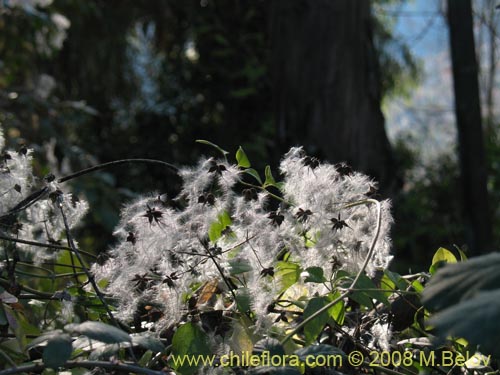 Clematis sp. #1036の写真