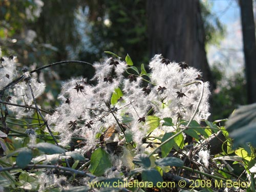 Bild von Clematis sp. #1036 (). Klicken Sie, um den Ausschnitt zu vergrössern.