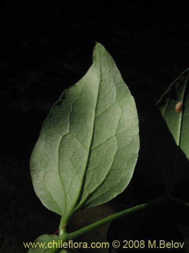 Bild von Clematis sp. #1036 (). Klicken Sie, um den Ausschnitt zu vergrössern.