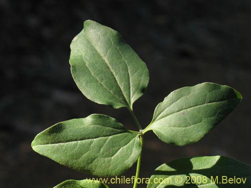 Image of Clematis sp. #1036 (). Click to enlarge parts of image.