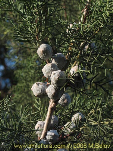 Bild von Cupressus sempervirens (Ciprés italiano / Ciprés mediterráneo). Klicken Sie, um den Ausschnitt zu vergrössern.