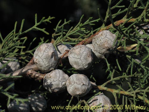 Image of Cupressus sempervirens (Ciprés italiano / Ciprés mediterráneo). Click to enlarge parts of image.