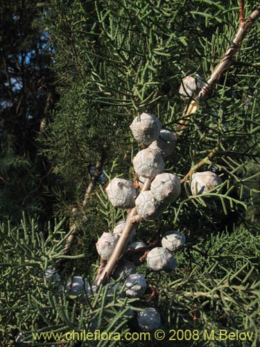 Bild von Cupressus sempervirens (Ciprés italiano / Ciprés mediterráneo). Klicken Sie, um den Ausschnitt zu vergrössern.
