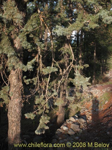 Image of Cupressus sempervirens (Ciprés italiano / Ciprés mediterráneo). Click to enlarge parts of image.