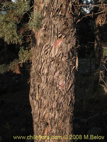 Фотография Cupressus sempervirens (Ciprés italiano / Ciprés mediterráneo). Щелкните, чтобы увеличить вырез.